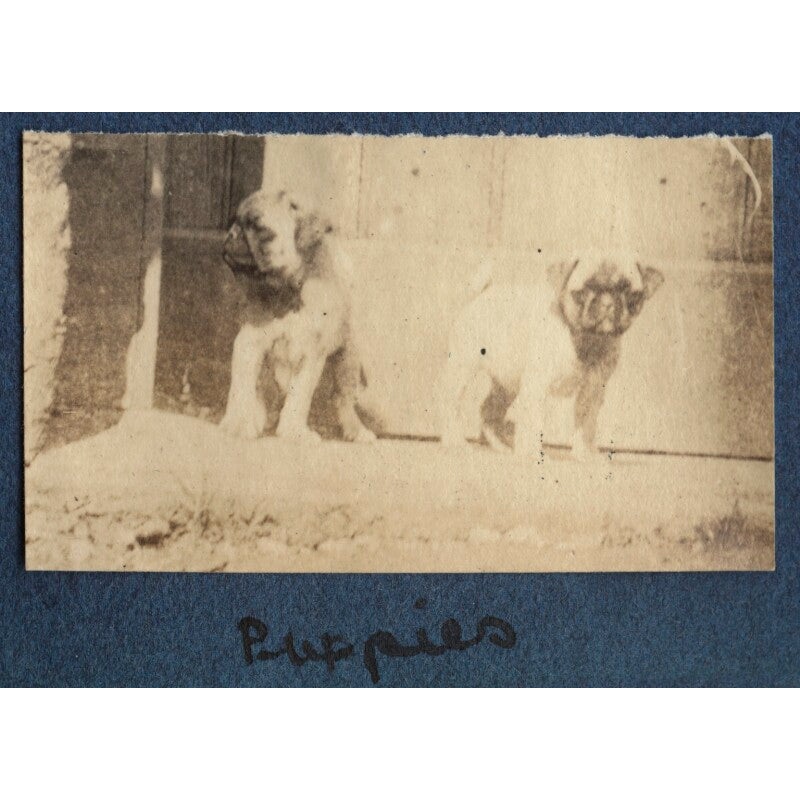 ‘Puppies’ Greetings Card