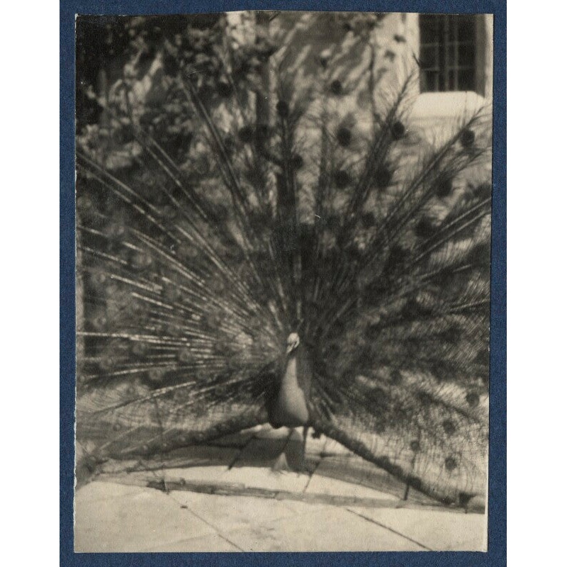 ‘Peacock’ Greetings Card