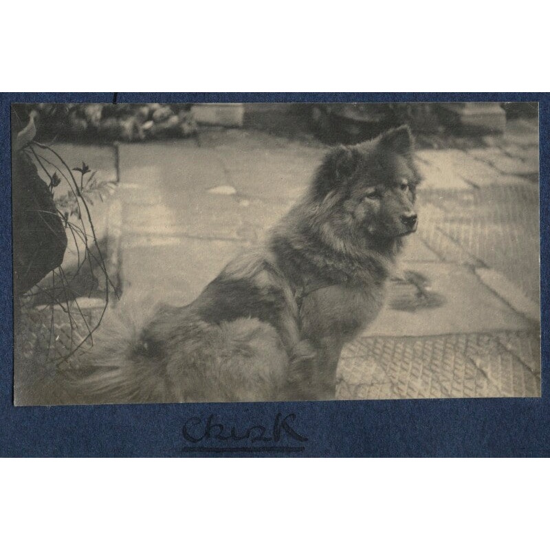 ‘Chisk’ Greetings Card