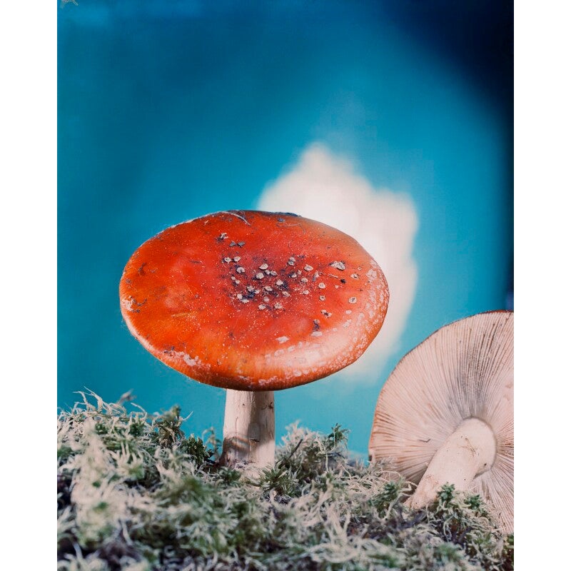 Toadstools Portrait Print-Unframed & Black Frame & Grey Frame & Oak Frame & White Frame-Extra small (glossy paper only) & Small & Medium & Large & Extra large (unframed, glossy paper only)-Glossy photo paper & Matt art paper & Canvas (medium only)